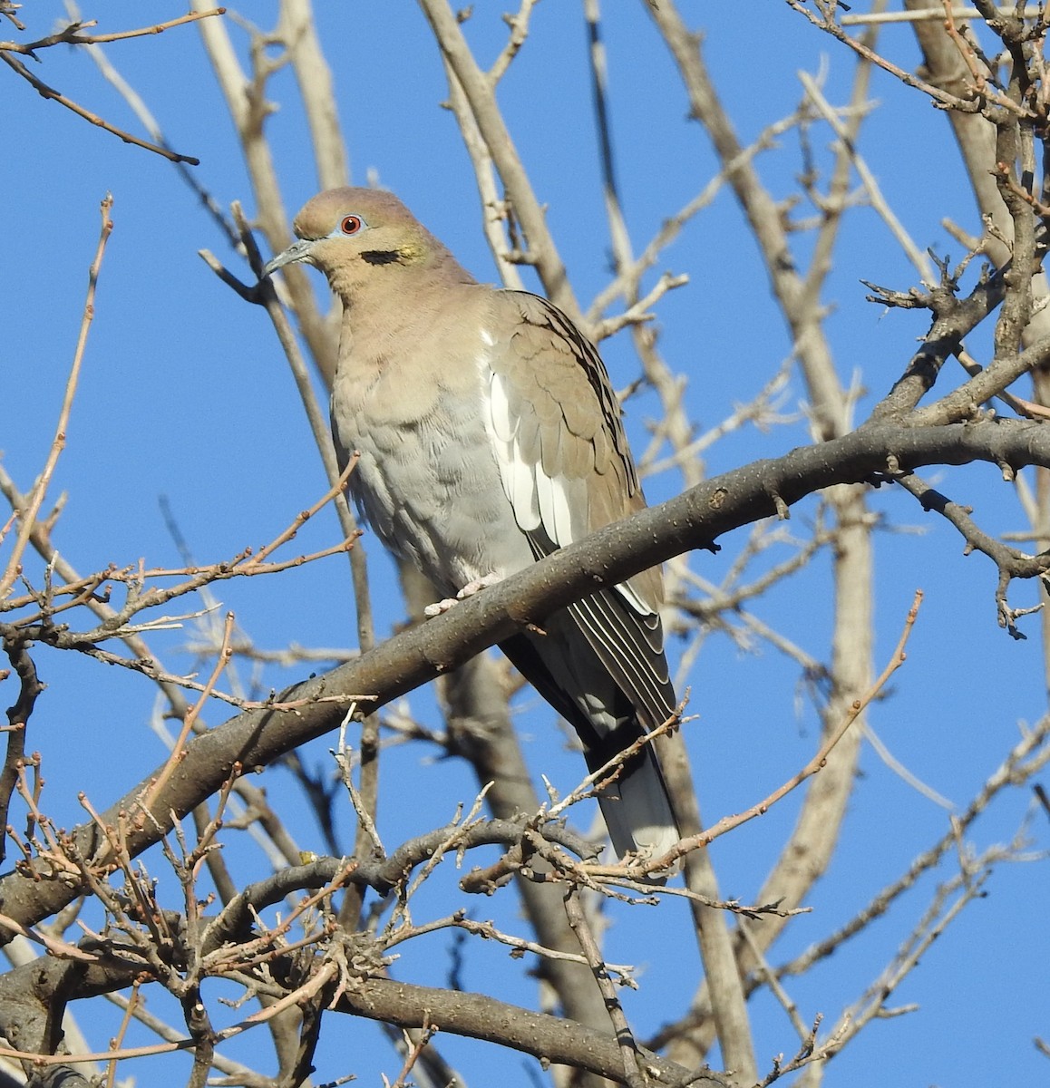 White-winged Dove - ML645416780