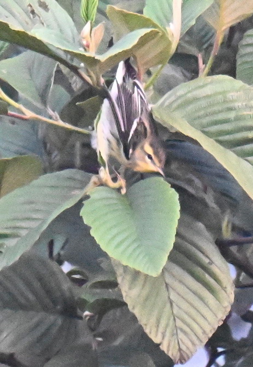 Reinita Gorjinaranja - ML645416785