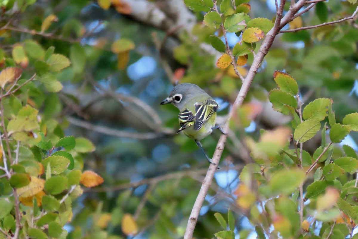 Blue-headed Vireo - ML645416790