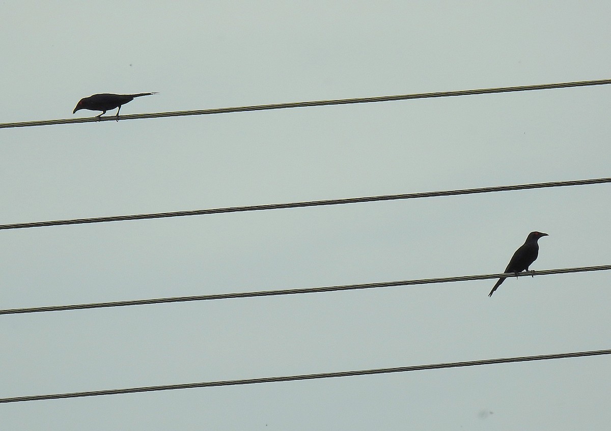 Metallic Starling - ML645416800