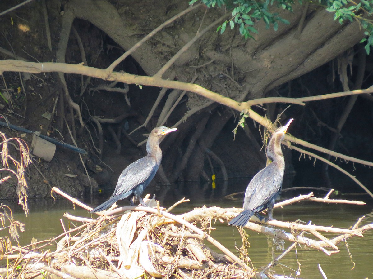 Neotropic Cormorant - ML645416803