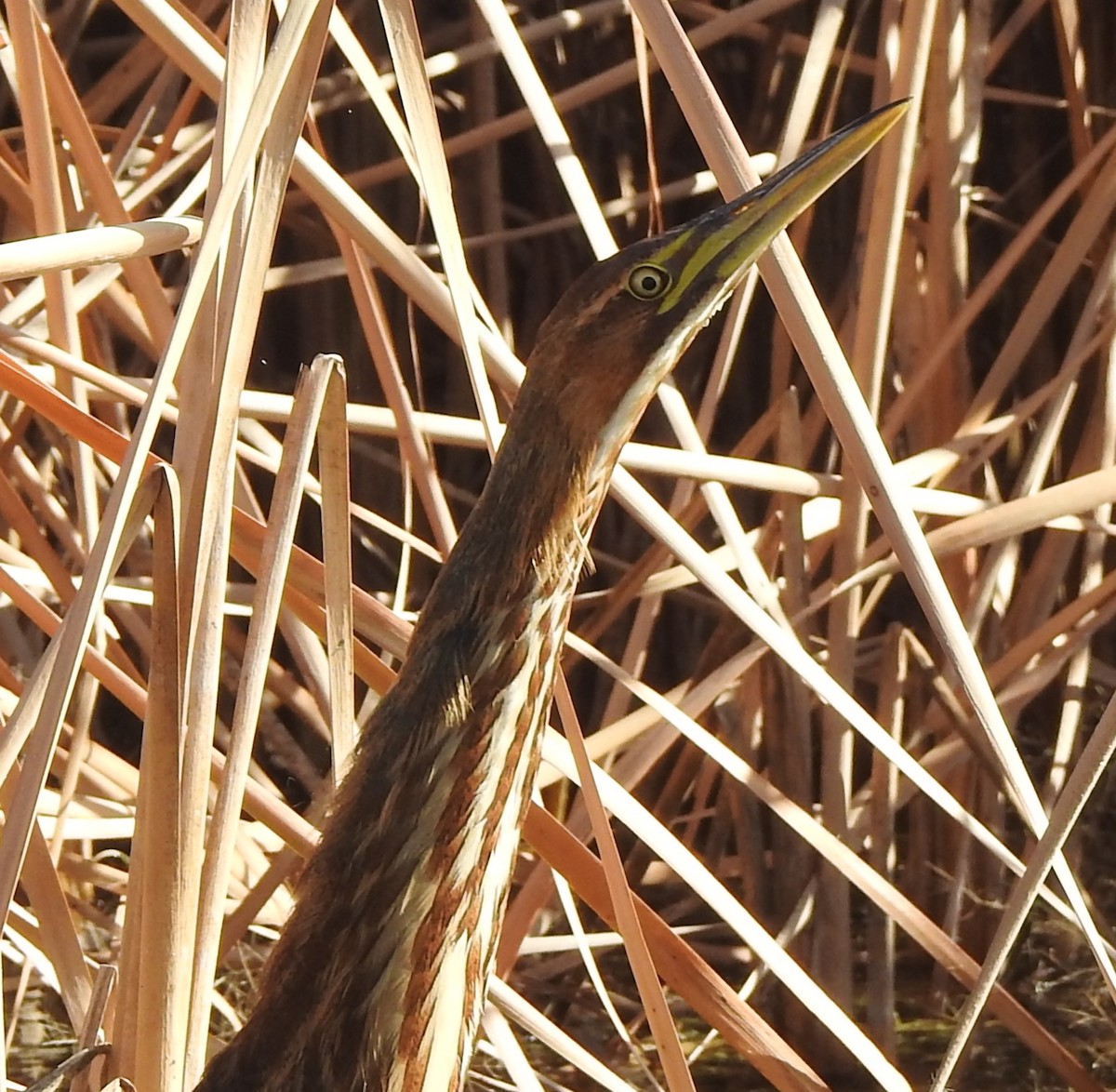 American Bittern - ML645416807