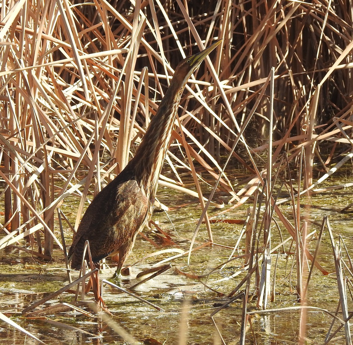 American Bittern - ML645416808