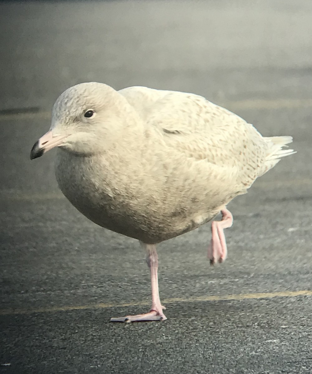 Бургомистр - ML645416821