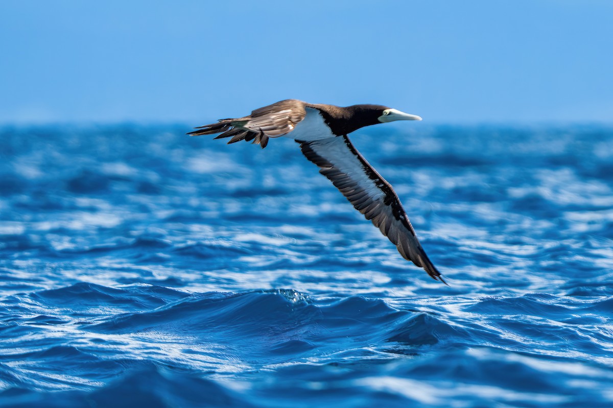 Brown Booby - ML645416823