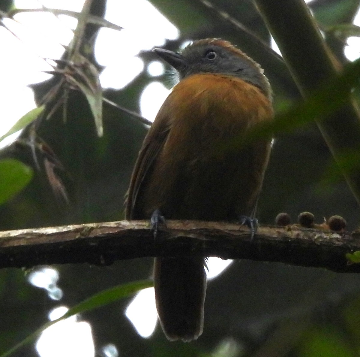 Uniform Antshrike - ML645416832