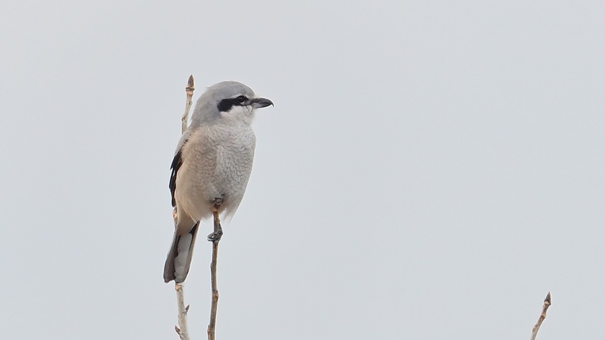 Сорокопуд північний - ML645416834
