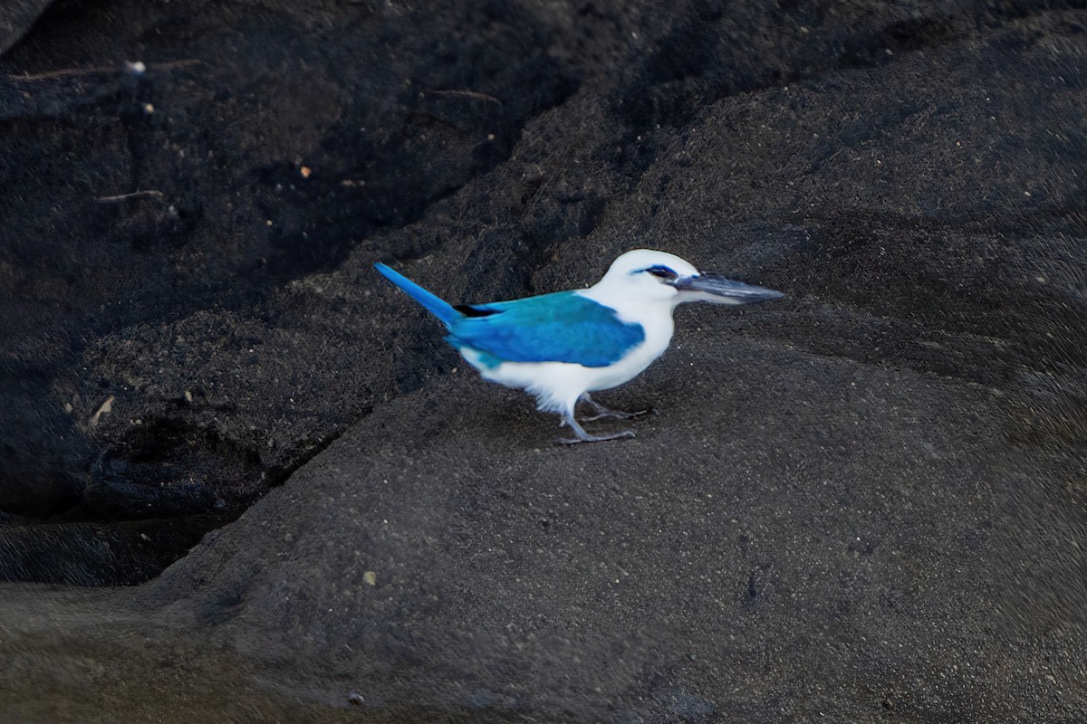 Beach Kingfisher - ML645416836