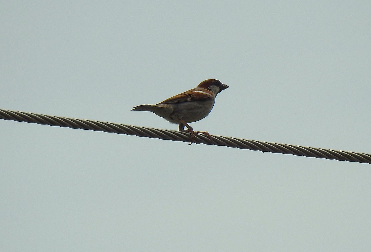 דרור הבית - ML645416846