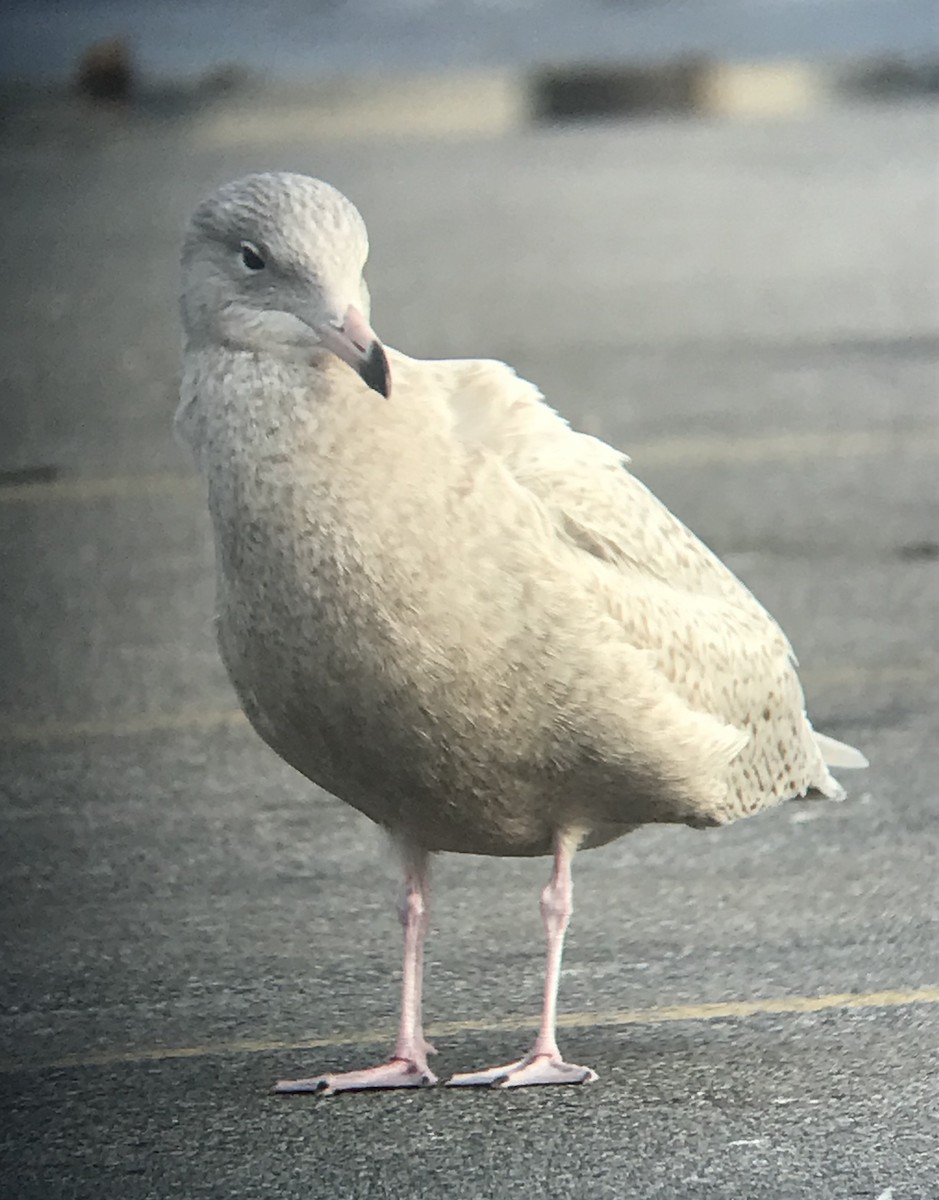 Бургомистр - ML645416847