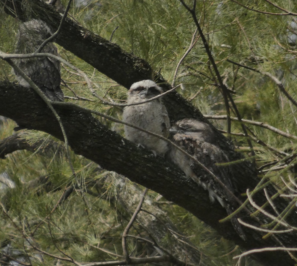 Tawny Frogmouth - ML645416848