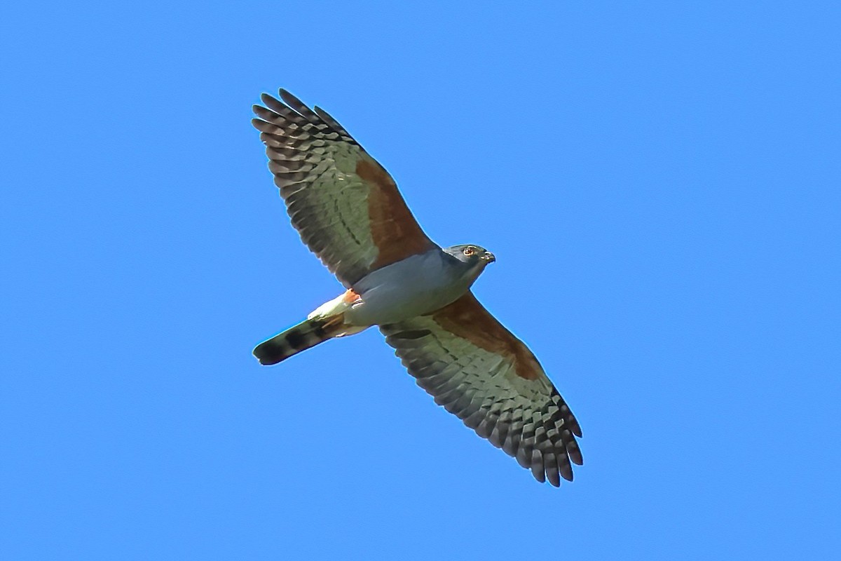 Rufous-thighed Kite - ML645416850