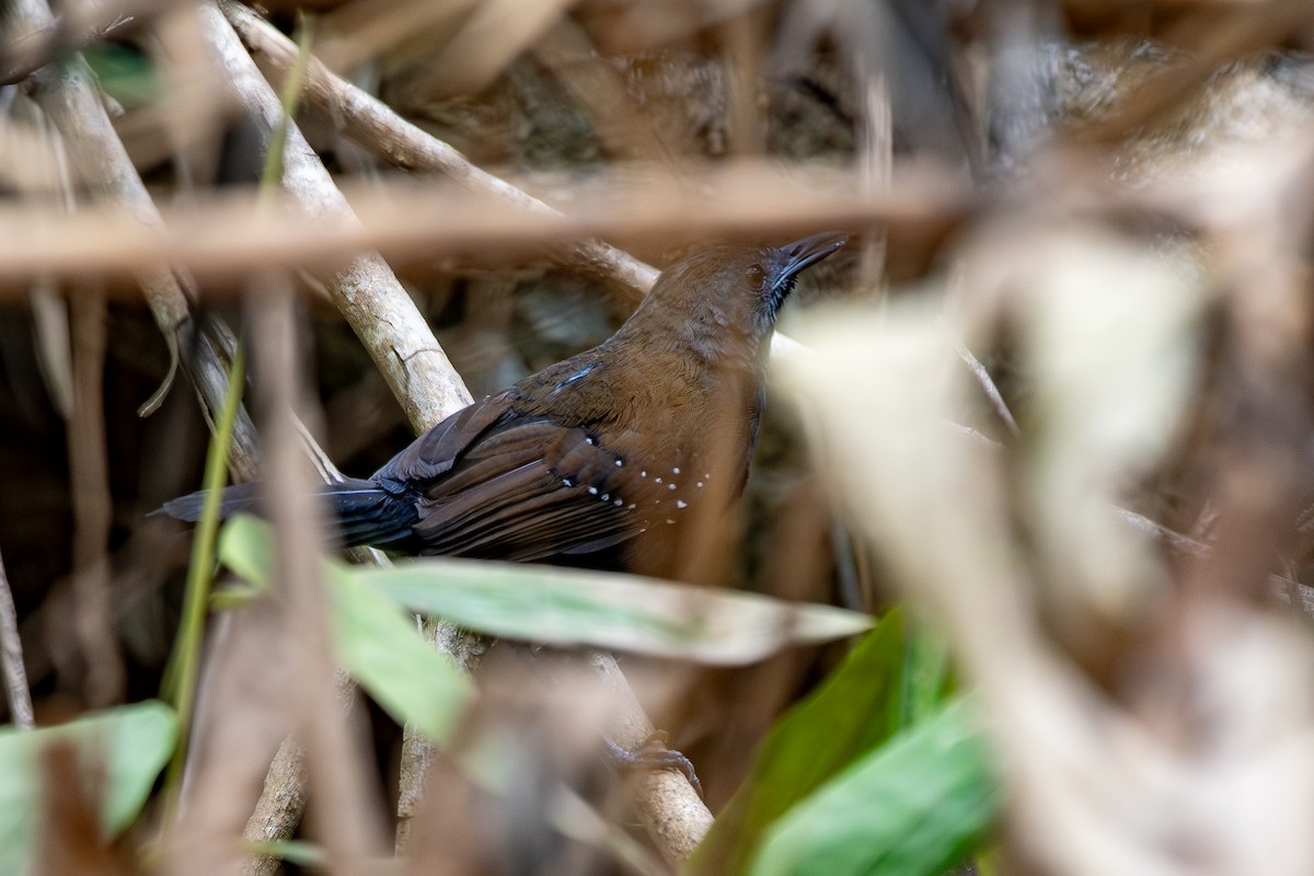 Grisin ardoisé - ML645416852