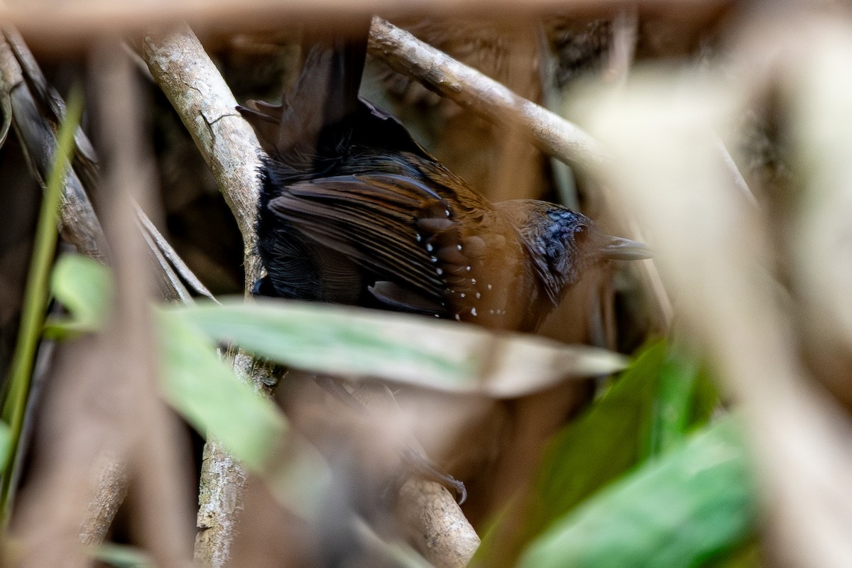 Grisin ardoisé - ML645416853