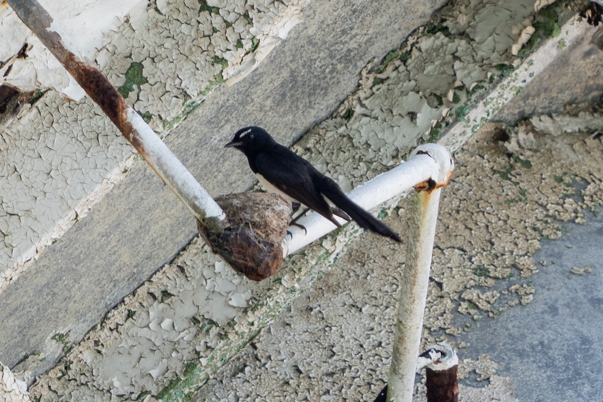 Willie-wagtail - ML645416854