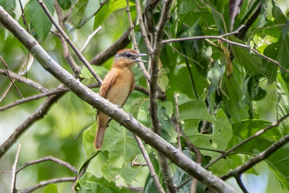 Каштановый бекард - ML645416867