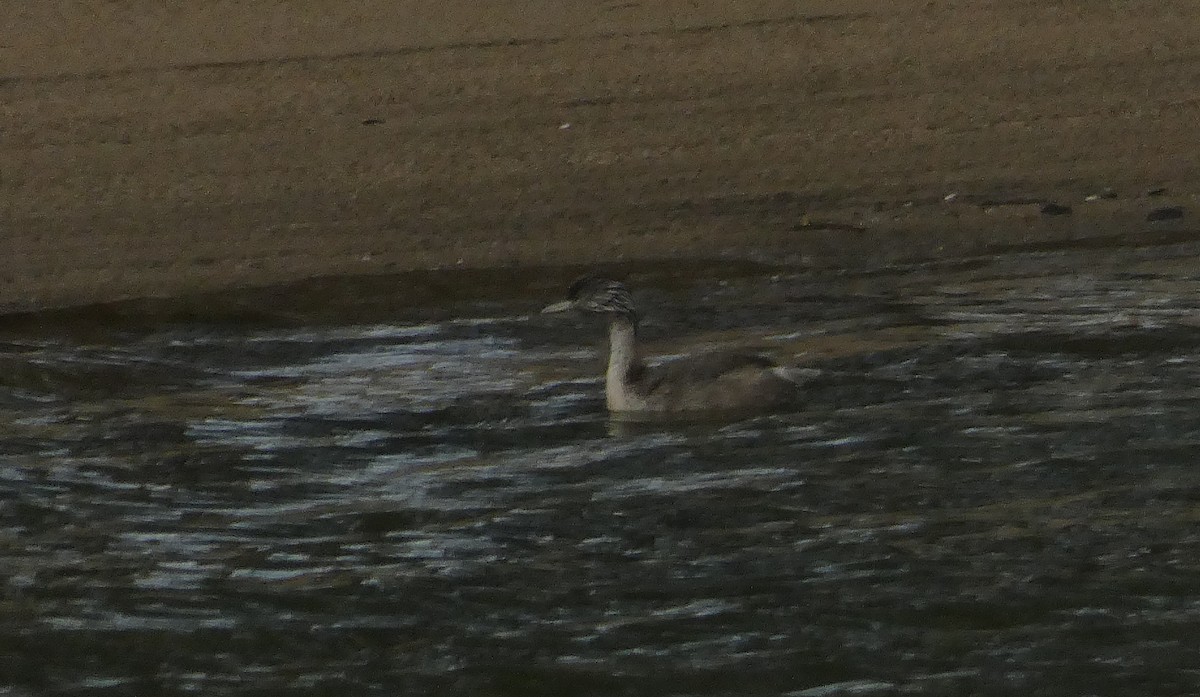 Hoary-headed Grebe - ML645416879