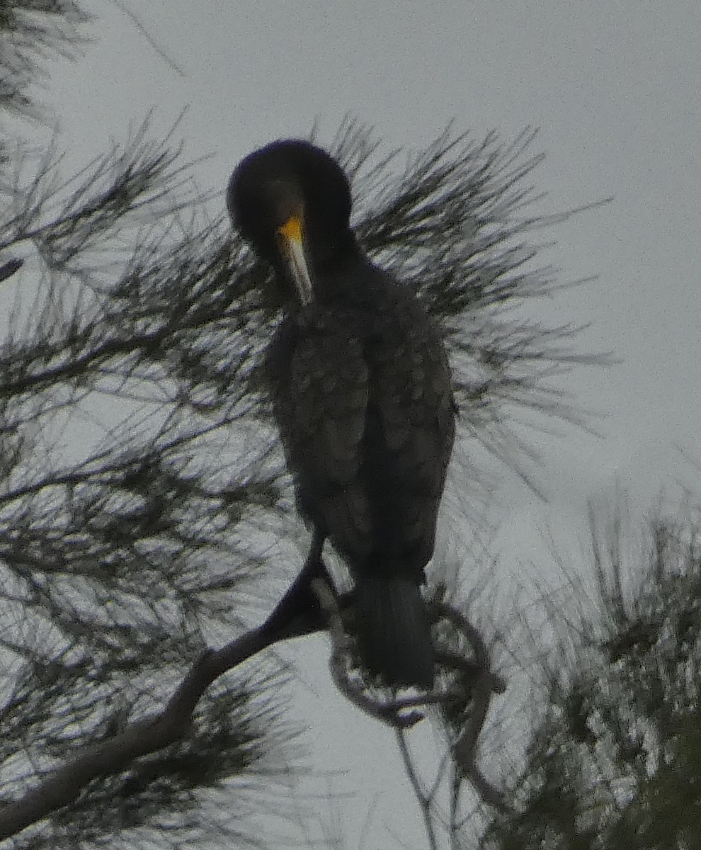 kormorán velký - ML645416891