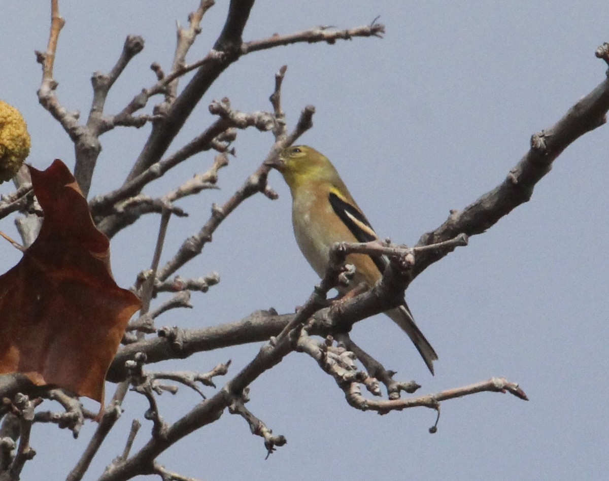 čížek žlutý - ML645416901