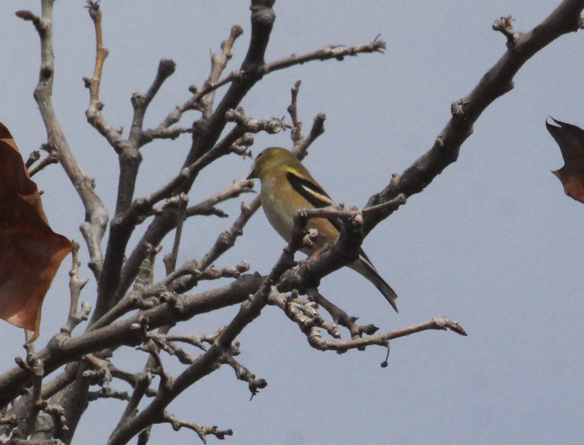 čížek žlutý - ML645416905