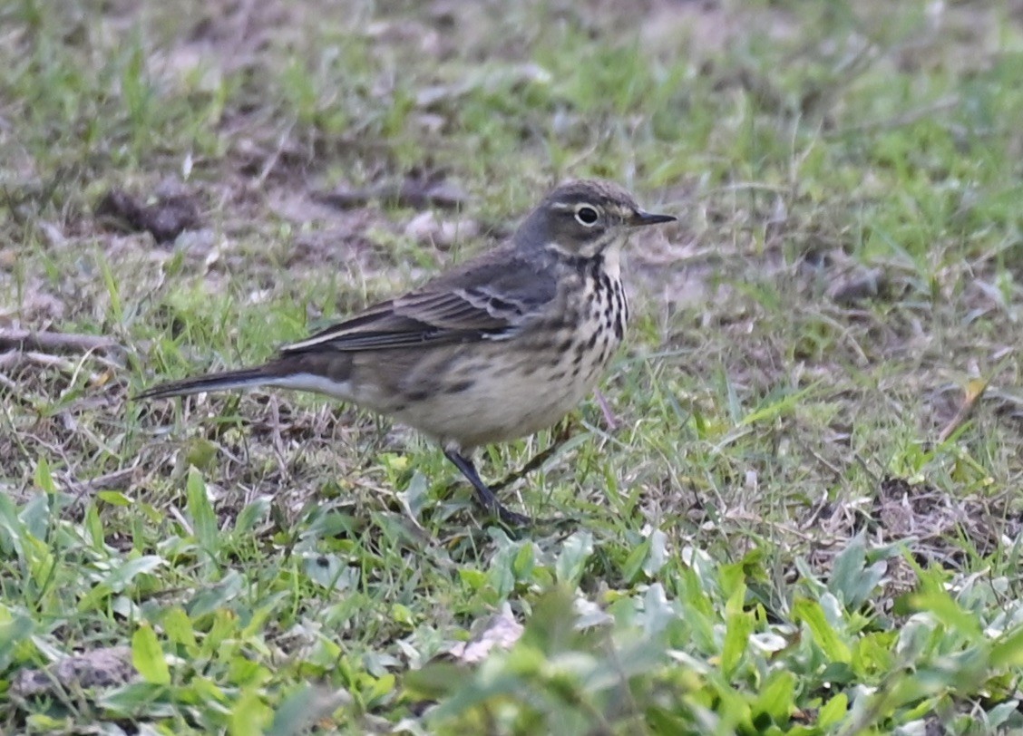 American Pipit - ML645416908