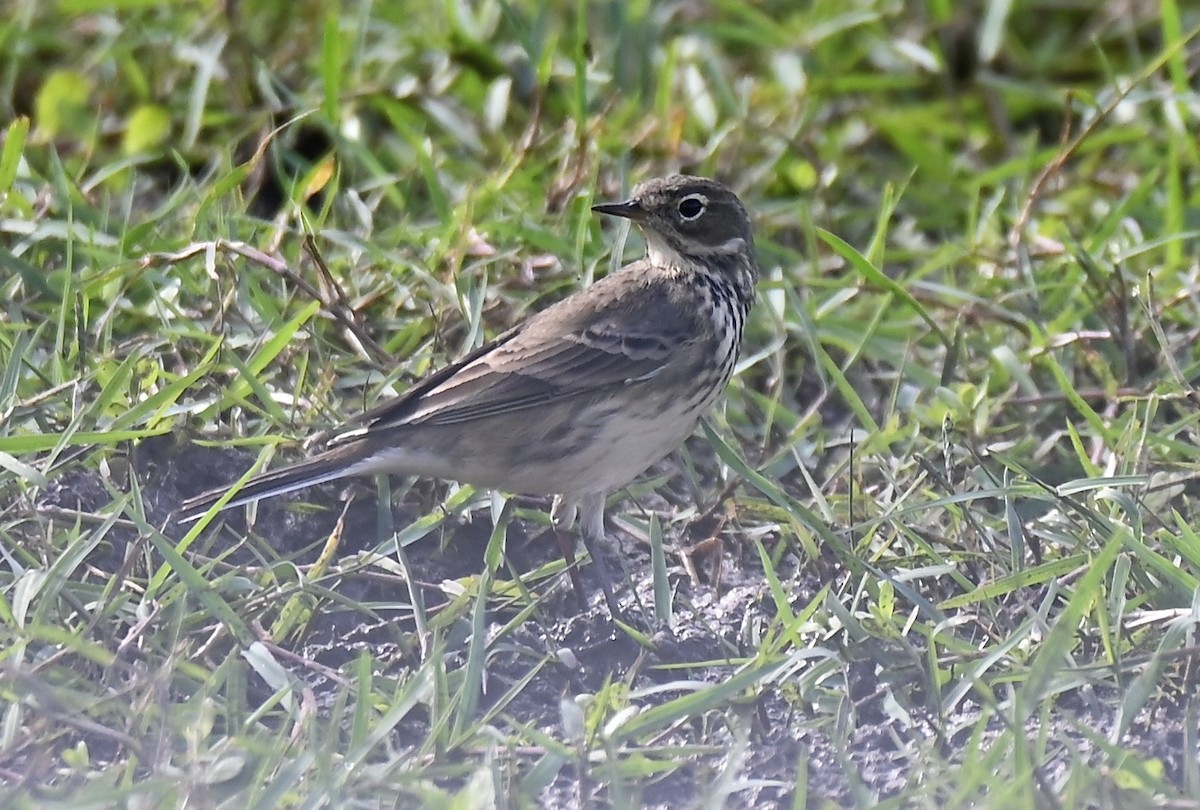 American Pipit - ML645416909