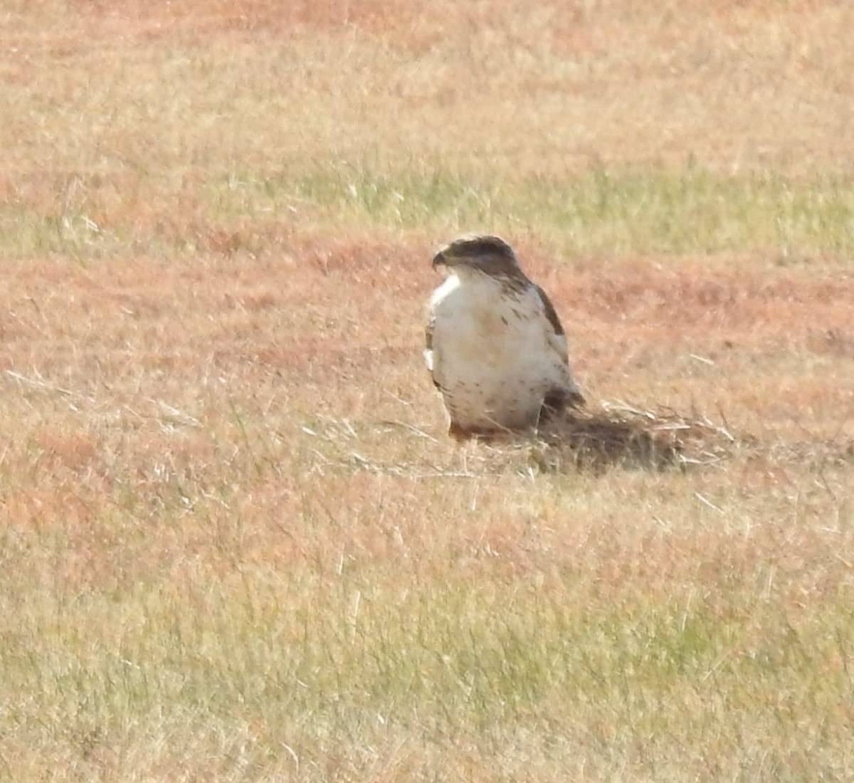 Ferruginous Hawk - ML645416917