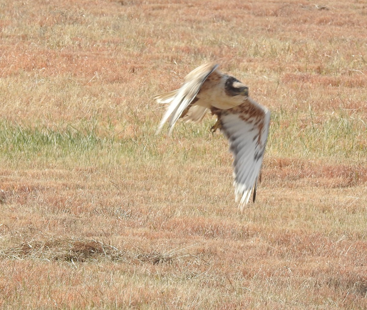 Ferruginous Hawk - ML645416918