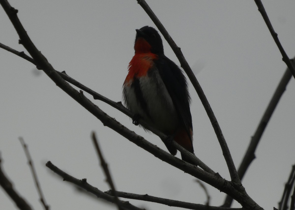 Mistletoebird - ML645416923