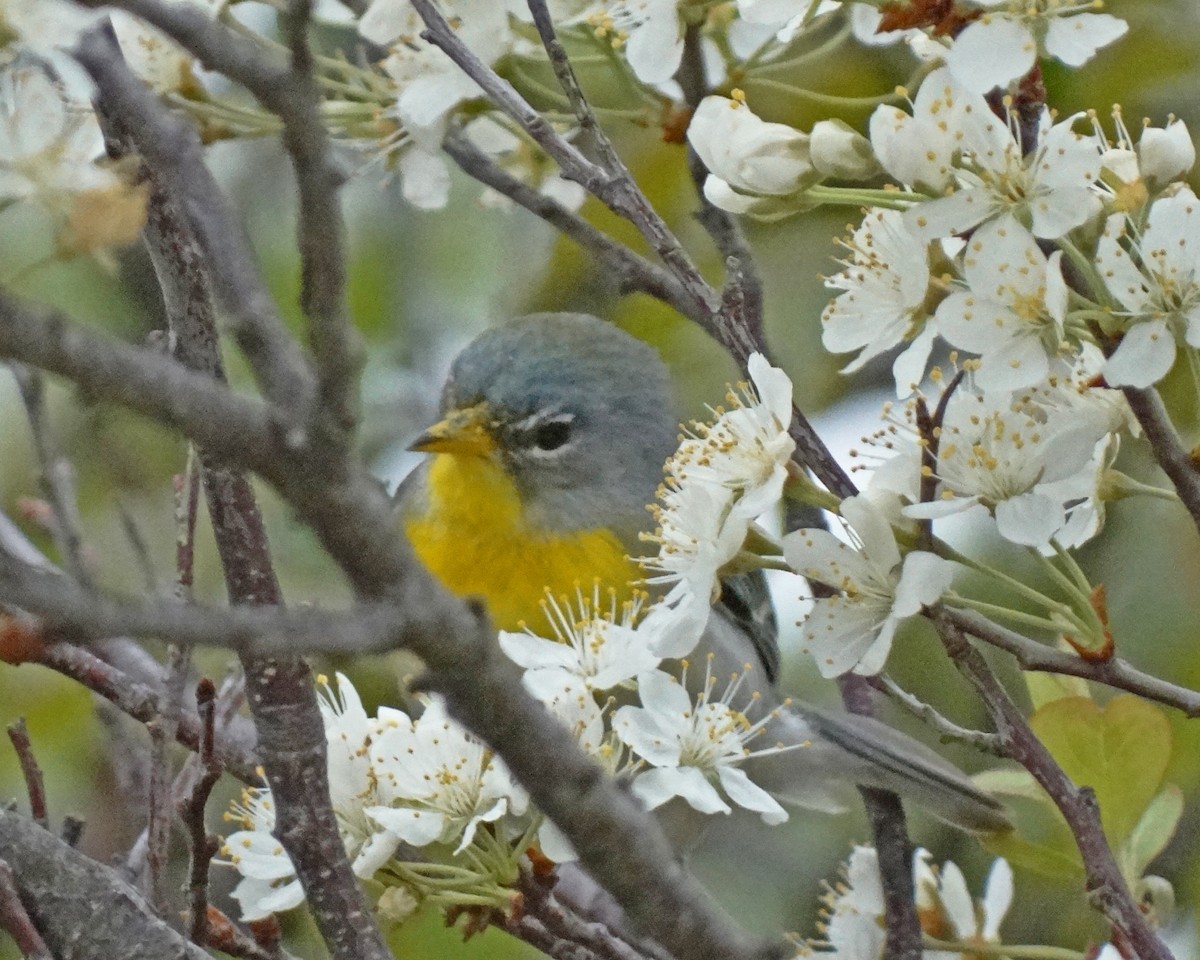 Northern Parula - ML645416926