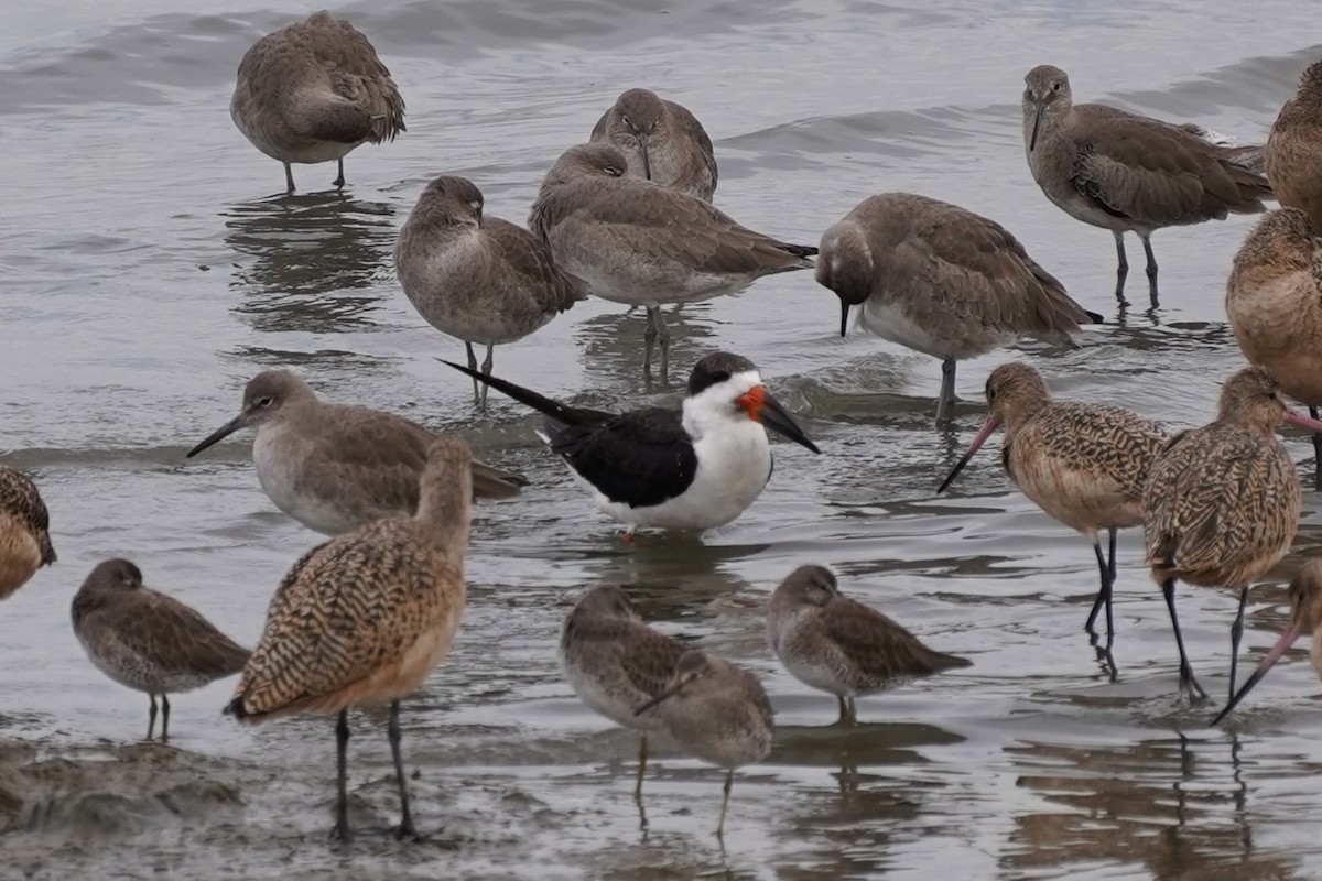 Black Skimmer - ML645416930
