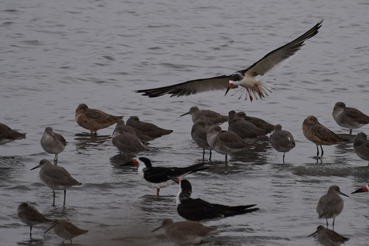Black Skimmer - ML645416931