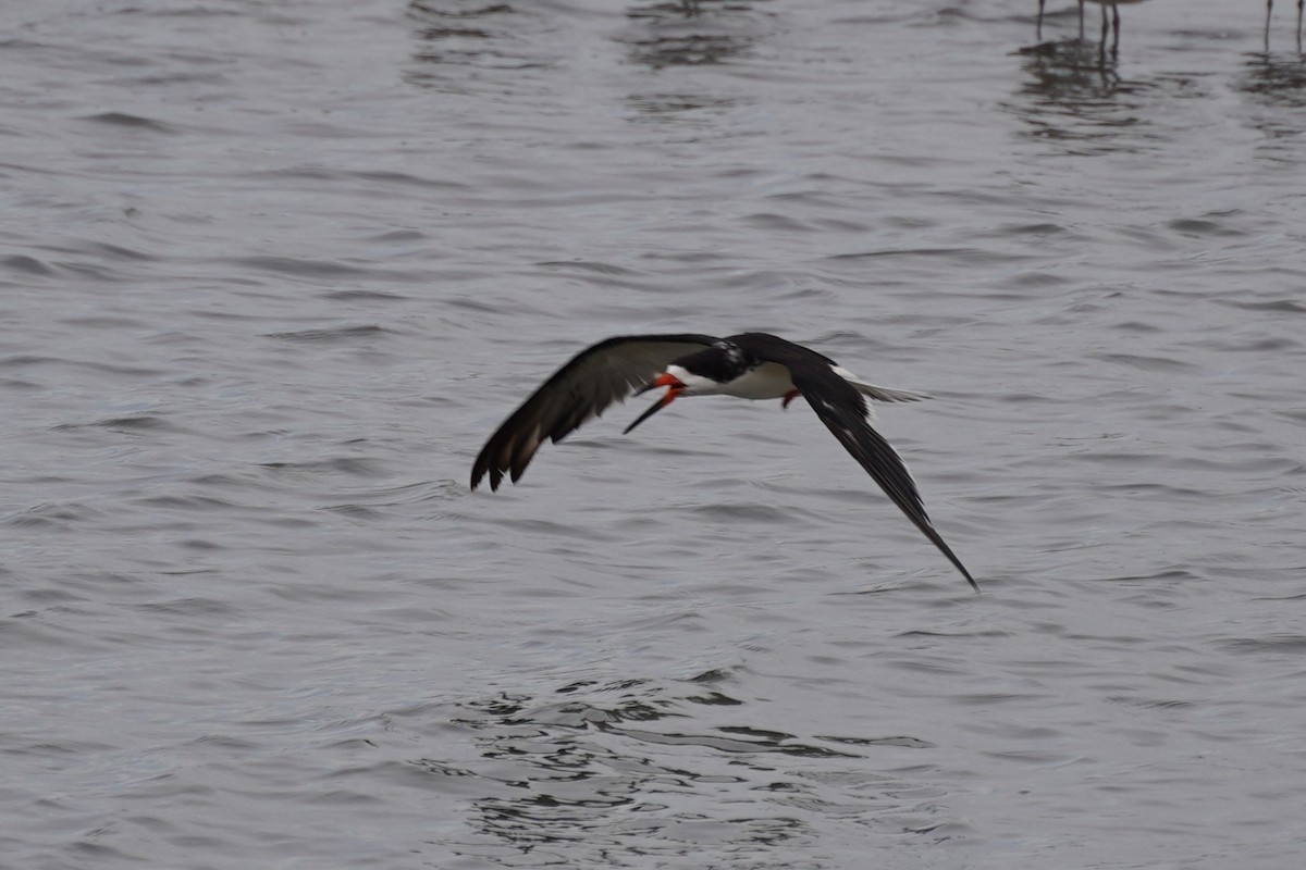 Black Skimmer - ML645416932