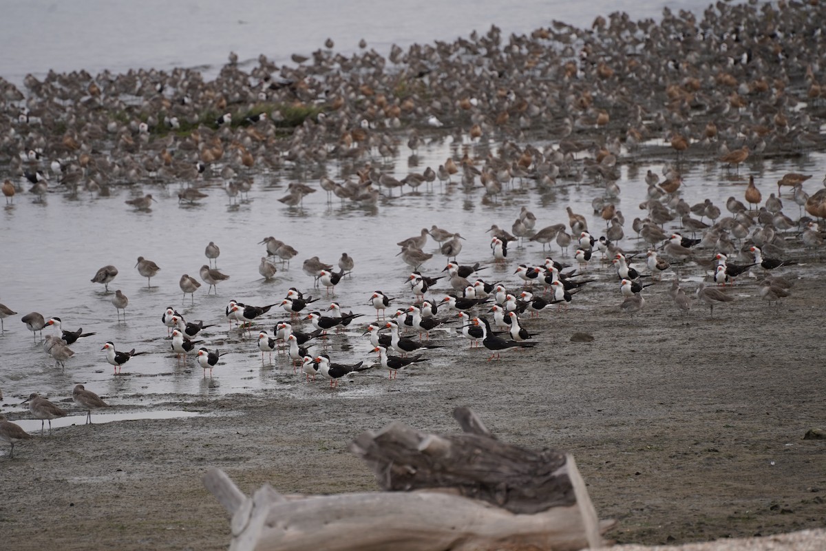Black Skimmer - ML645416934