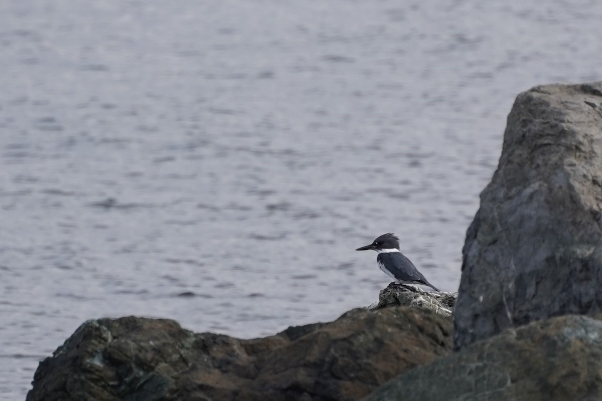 Belted Kingfisher - ML645416937