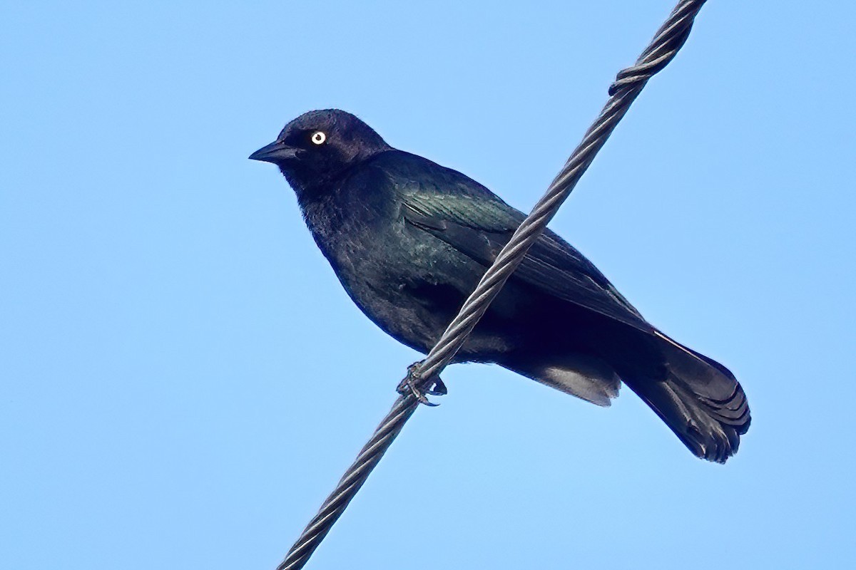 Brewer's Blackbird - ML645416944