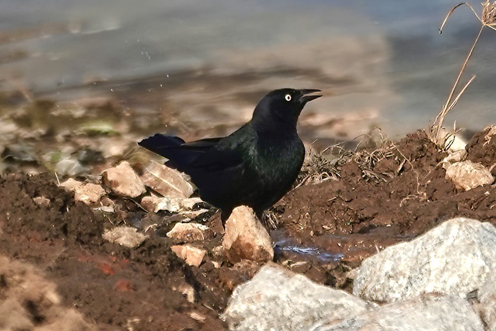 Brewer's Blackbird - ML645416948