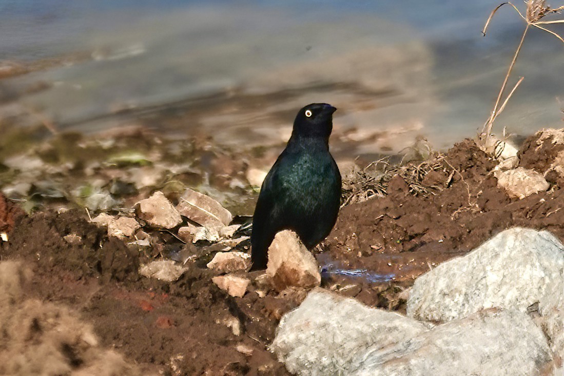Brewer's Blackbird - ML645416950