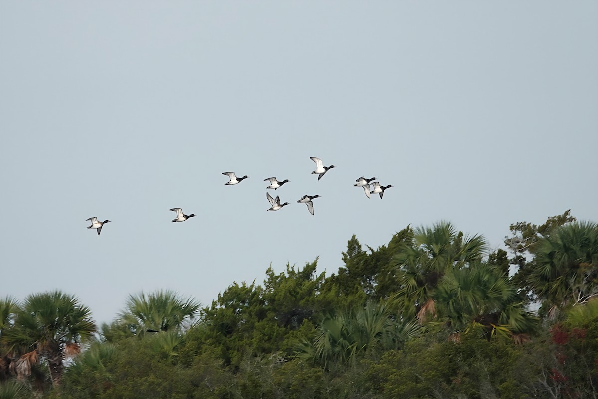 Морская чернеть - ML645416960