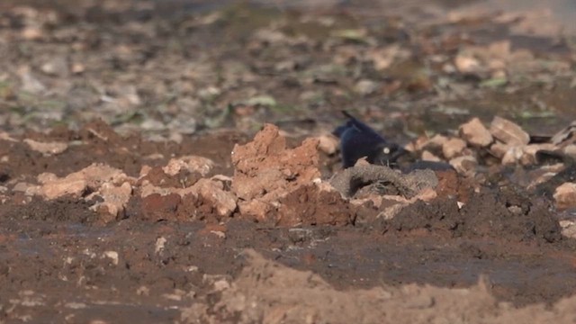 Brewer's Blackbird - ML645416961