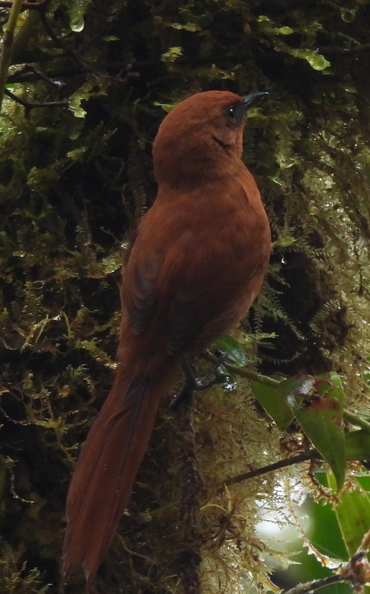 Rufous Spinetail (unirufa) - ML645416963