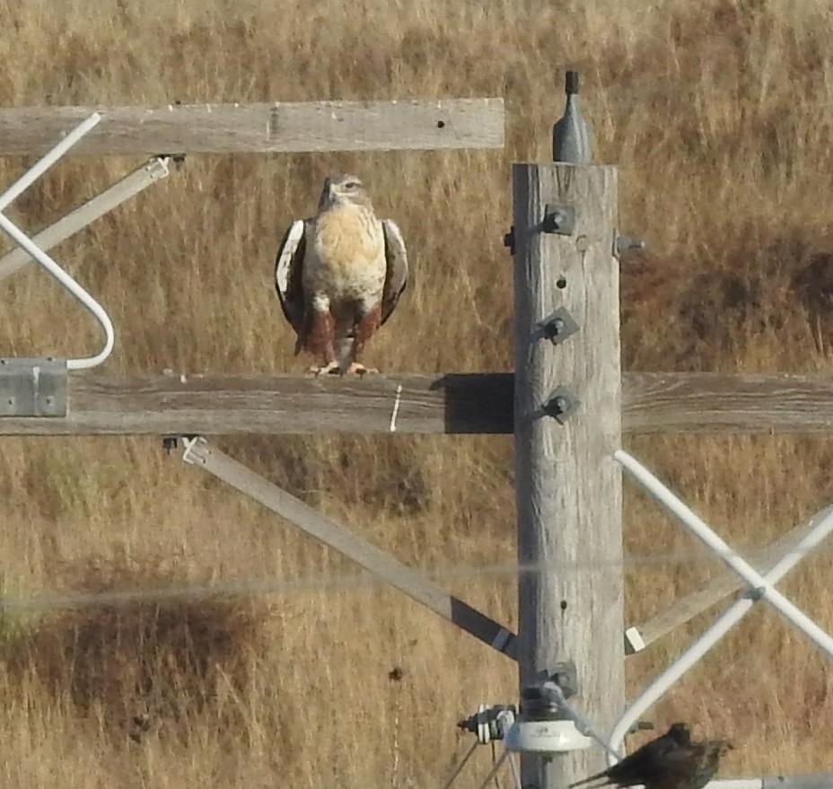 Ferruginous Hawk - ML645416968