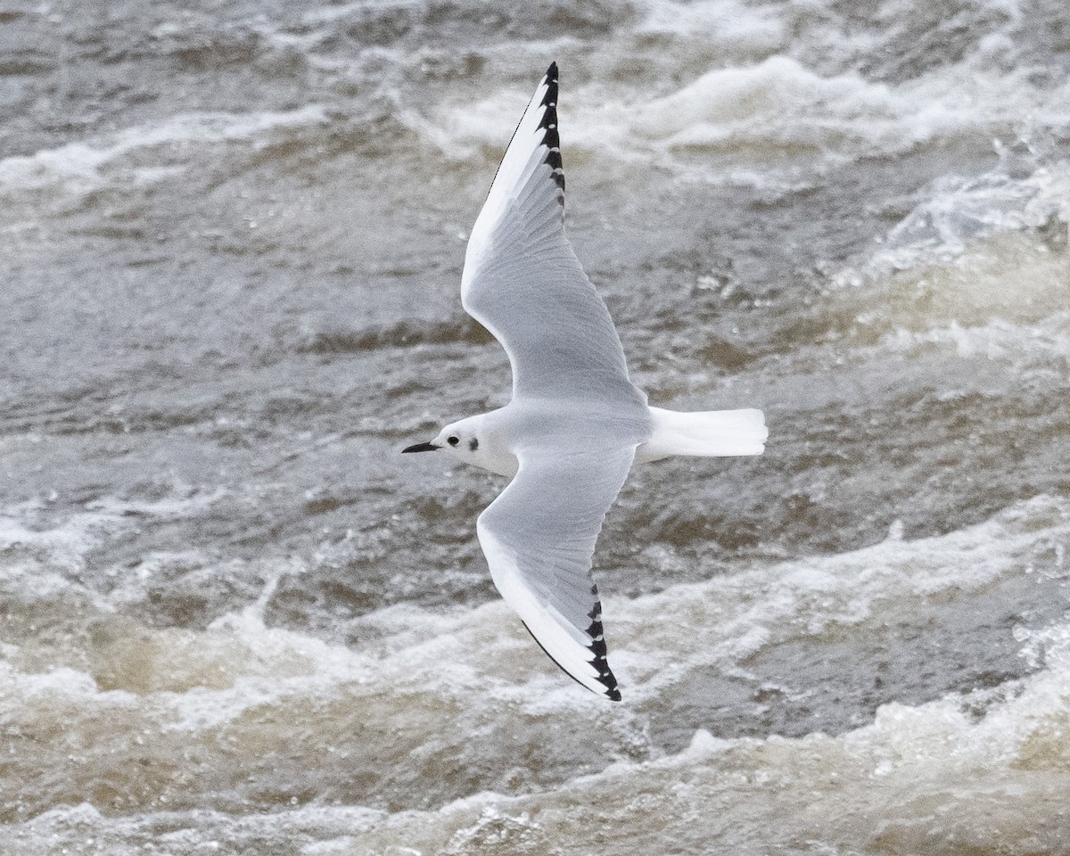 Bonaparte's Gull - ML645416974