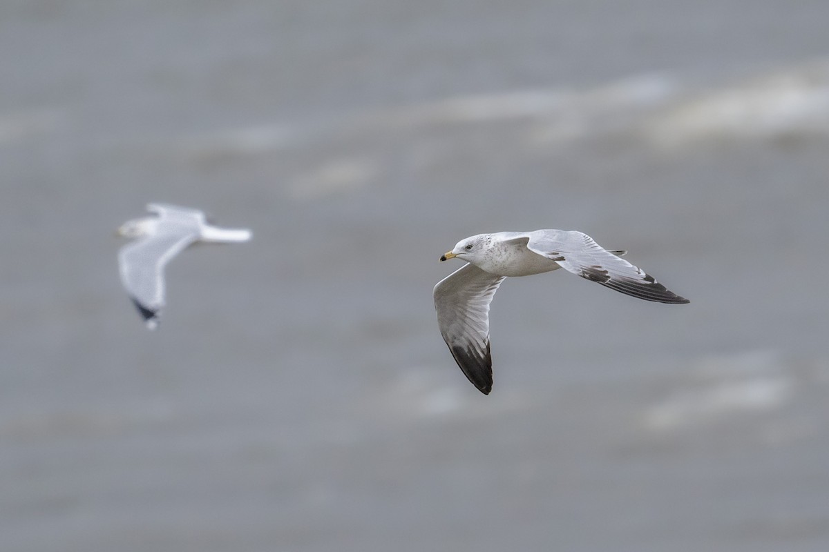 Ring-billed Gull - ML645416980