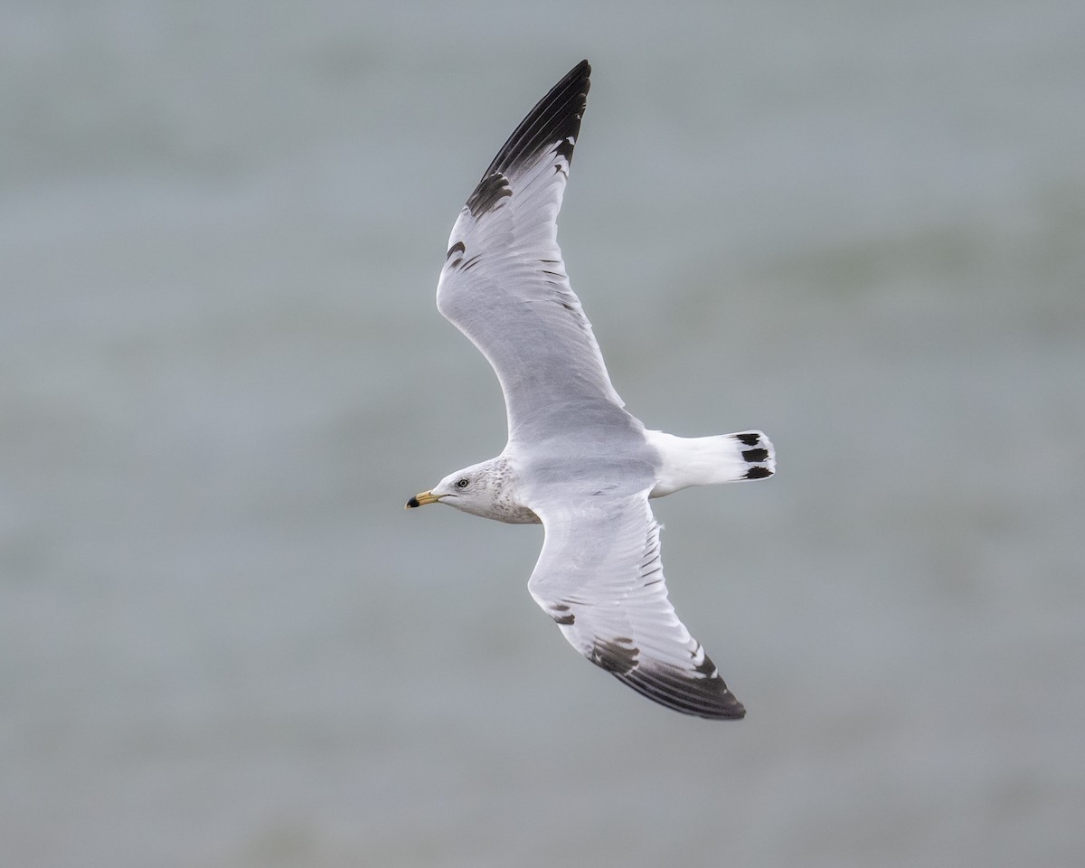 Ring-billed Gull - ML645416981