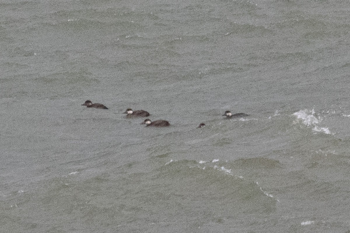 Black Scoter - ML645416982