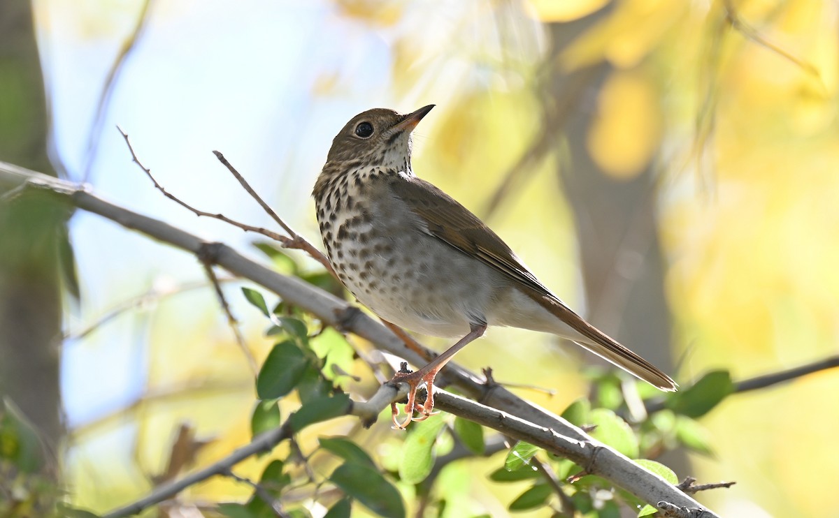 Дрізд-короткодзьоб плямистоволий - ML645416983