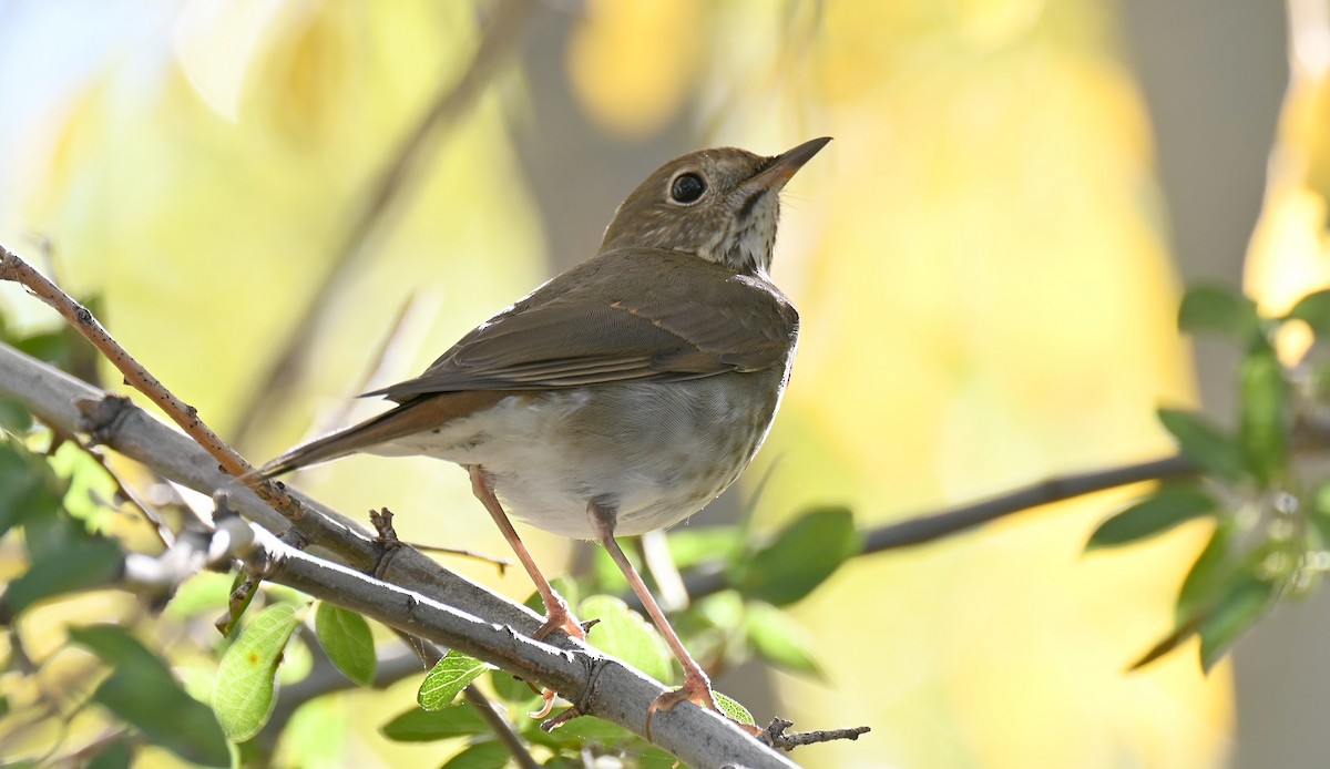 Дрізд-короткодзьоб плямистоволий - ML645416984