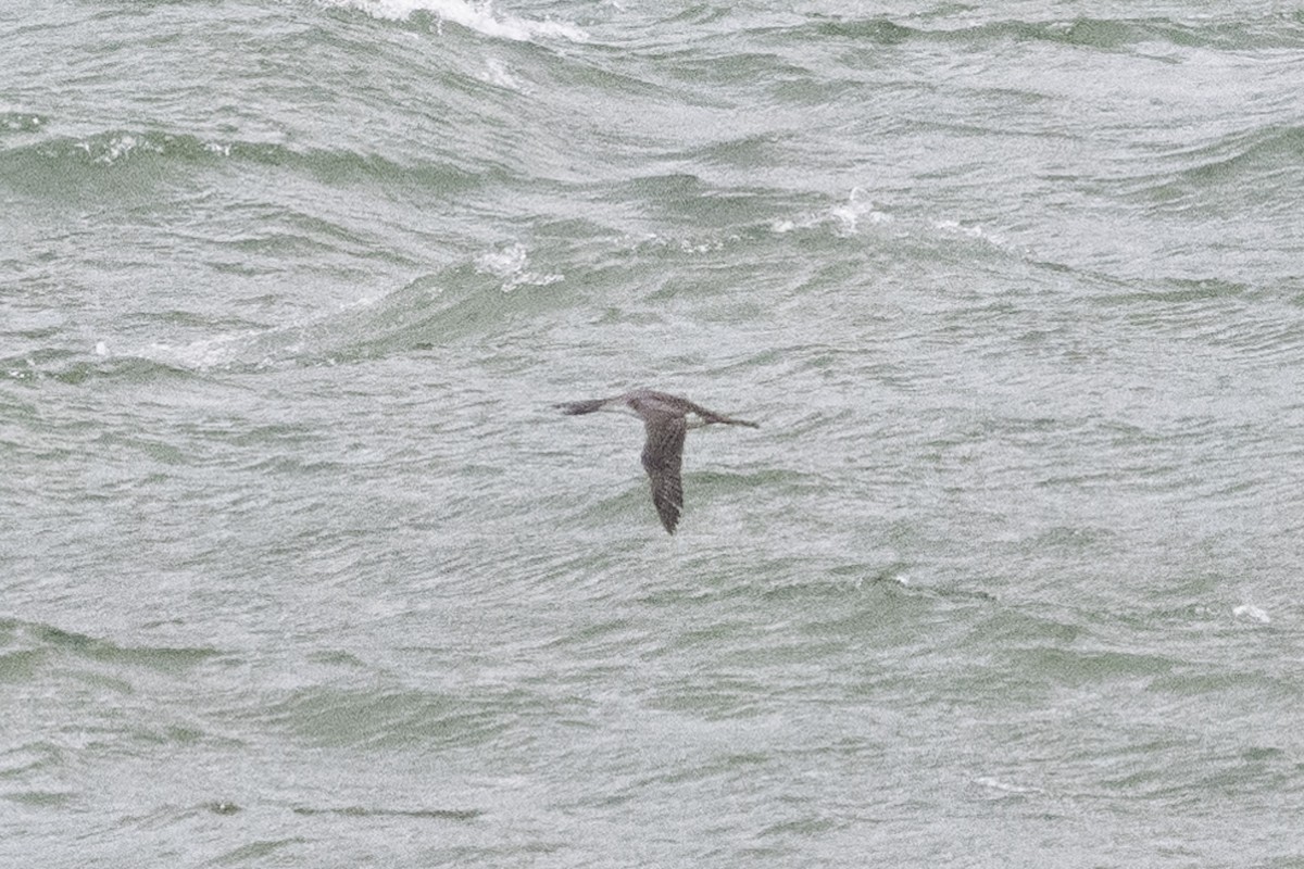 Red-throated Loon - ML645416985