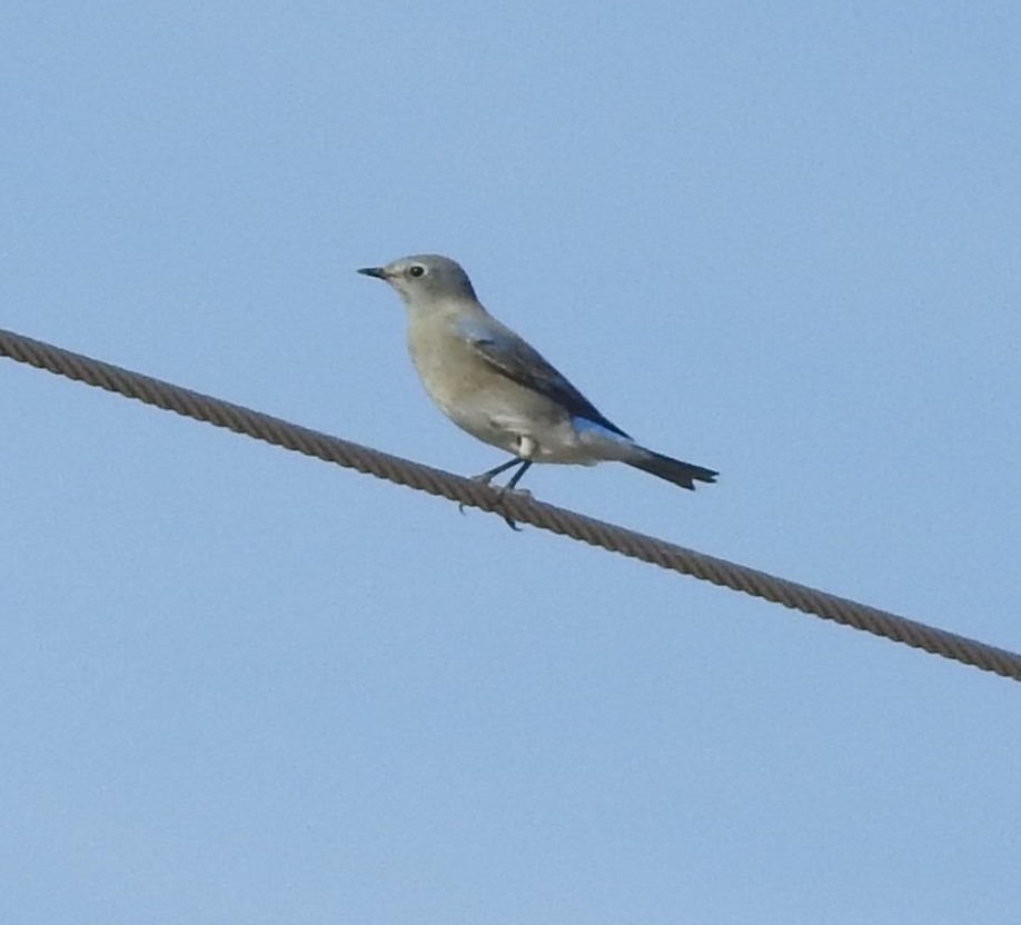 Mountain Bluebird - ML645416986